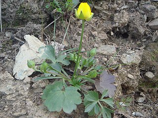 <i>Ranunculus paludosus</i> Species of plant