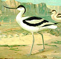 Pied avocet Recurvirostra avosetta