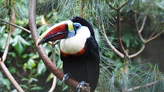 Weißbrusttukan (Ramphastos tucanus)