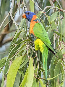 Red-collared lorikeet (Trichoglossus rubritorquis) Darwin.jpg