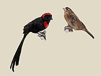 Widowbird, Red-collared Euplectes ardens