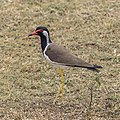 * Nomination Red-wattled lapwing (Vanellus indicus lankae) --Charlesjsharp 10:13, 2 April 2022 (UTC) * Promotion  Support Good quality. --Rjcastillo 14:35, 2 April 2022 (UTC)