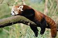 Red Panda (16757919945).jpg