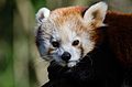 Red Panda (16757955795).jpg