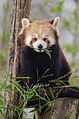 Red Panda (16919923935).jpg