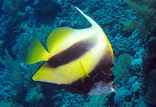 <span class="mw-page-title-main">Red Sea bannerfish</span> Species of fish