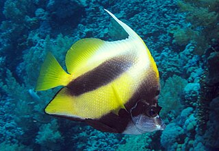 Red Sea bannerfish