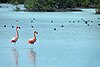 Red flamingos in Zapata