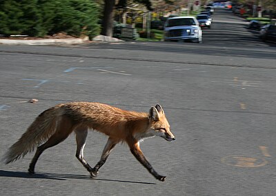 An urban red fox crossing a street