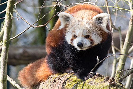 Red panda in Linz