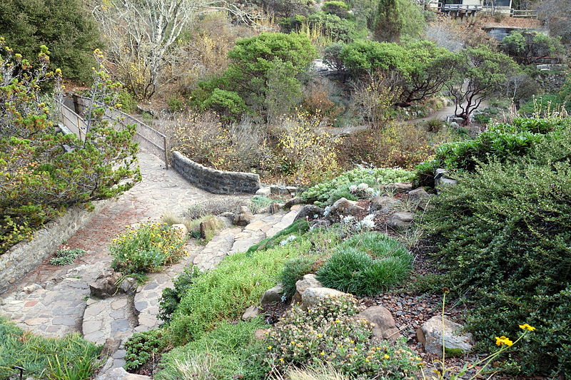 File:Regional Parks Botanic Garden - Berkeley, CA - DSC04501.JPG