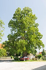 Reimlingen linden tree on corridor No. 90 003.jpg