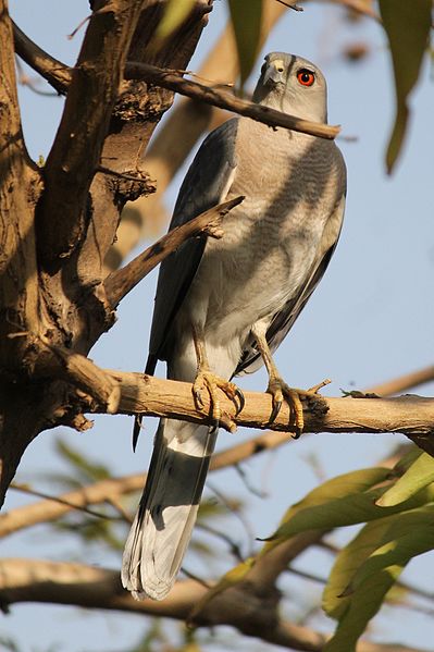 File:Resting shikra.jpg