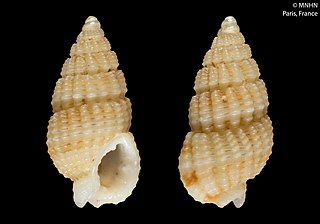 <i>Reticunassa simoni</i> Species of gastropod