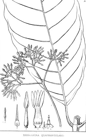 Floral diagram - Wikipedia