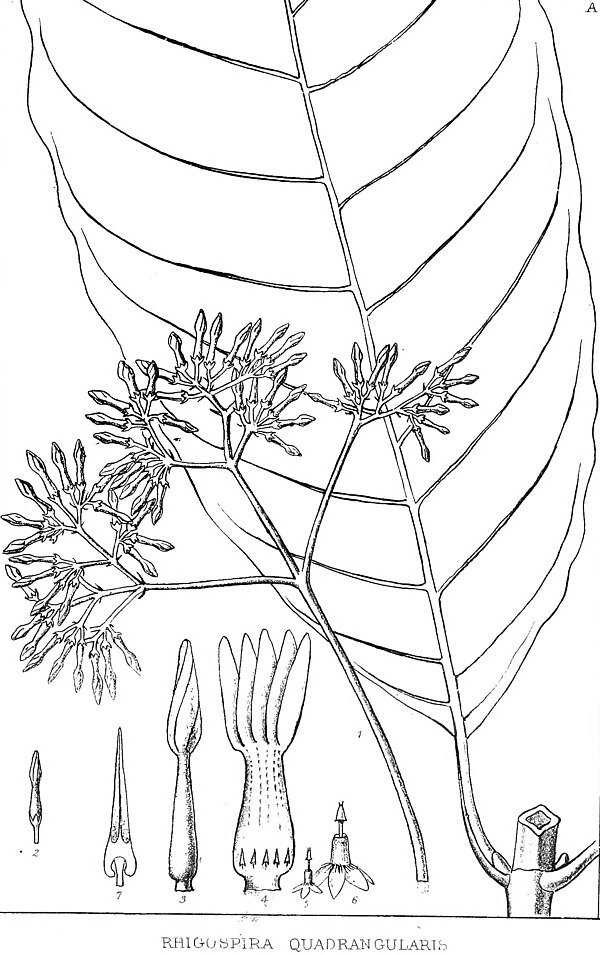 Rhigospira quadrangularis, portion of a plant. 1) the inflorescence and 2) a flower, to scale; 3) corolla in bud, showing the pyramidal form of the er