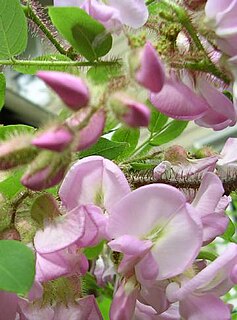 <i>Robinia hispida</i> Species of plant native to North America