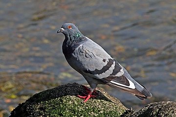 Rock dove Columba livia