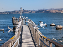 A pier at the Romberg Tiburon Campus Romberg Tiburon Campus pier Oct30, 2023.png