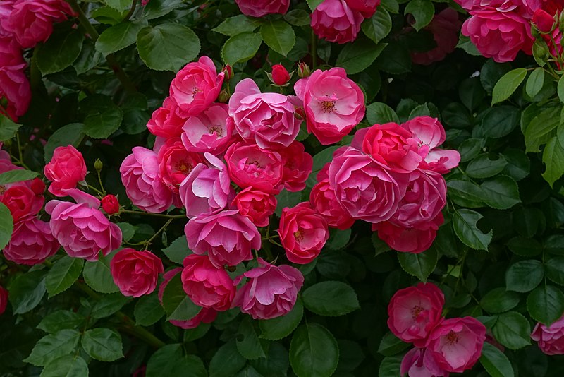 File:Rosa 'Angela' at Ishida Rose Garden in Odate, Akita, Japan.jpg