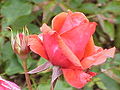 Rosa 'Duftwolke' in Rosarium