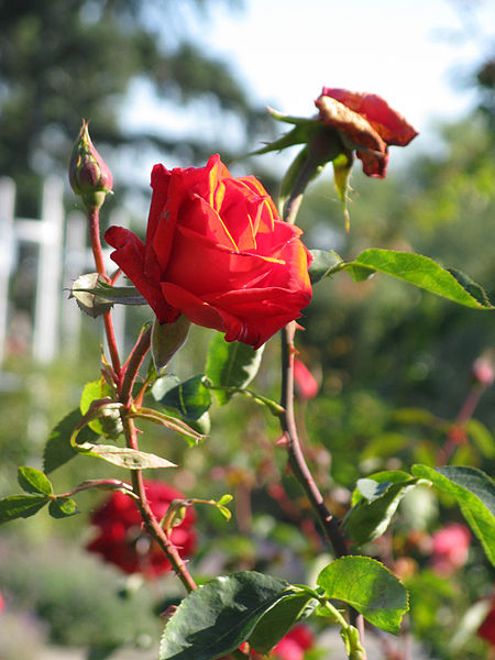 File:Rose Garden-Petřín-Prague.jpg