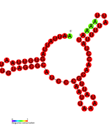 RsaB: Secondary structure of RsaB. Rfam family RF01817