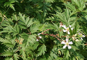 Rubus laciniatus 07.jpg