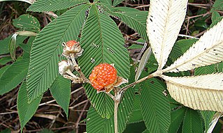 <i>Rubus lineatus</i>