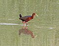 Thumbnail for Rufous-necked wood rail