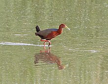 Rufous-berleher Kayu Rail.jpg