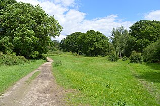 Krajobraz Ruislip Woods