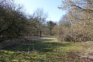 Rushy Mead Essex Wildlife Trust Nature reserve