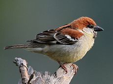 Russet Sparrow (Male) I IMG 6779-crop.jpg