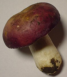 Russula xerampelina.jpg