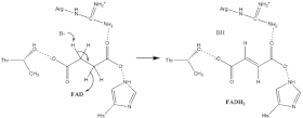 Image 6: E2 Succinate oxidation mechanism. S.D.Oxidation of Succinate E2.gif