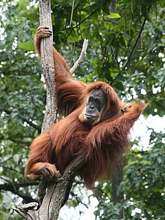 ♀ Суматрански орангутан