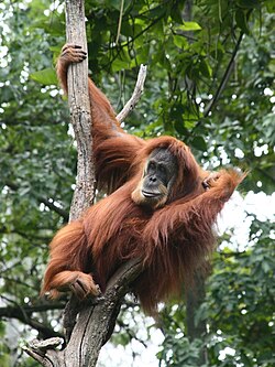 Femia de orangután de Sumatra.