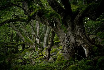 3rd place in Wiki Loves Earth - Old small-leaved lime (Tilia cordata) in Saarnaki islet by Kairi Kalmann