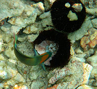 A wrasse finishing the remains of a damaged Tripneustes gratilla