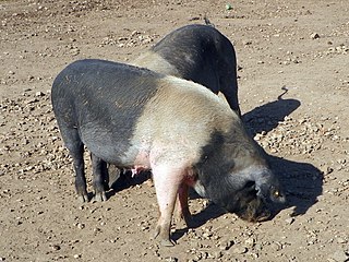 British Saddleback Breed of pig