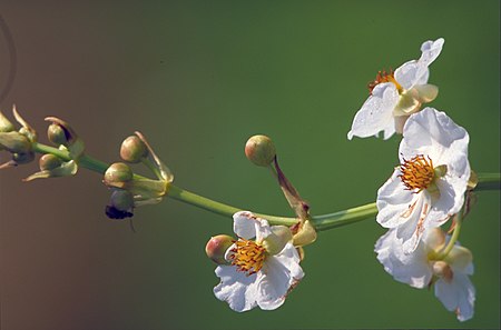 Sagittaria lancifolia - Duck potato.jpg