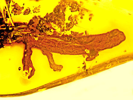 Palaeoplethodon hispaniolae preserved in amber Salamander in amber.jpg