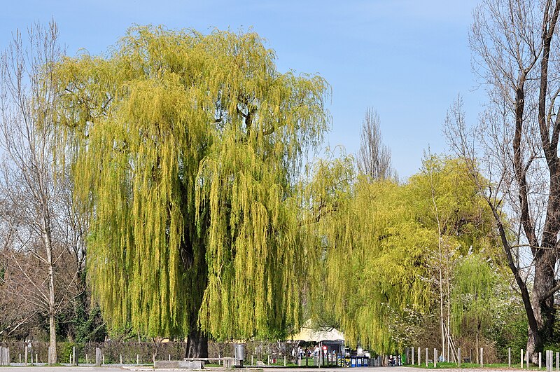 File:Salix × sepulcralis - Wollishofen - Landiwiese - Mythenquai 2011-04-06 14-35-32.JPG