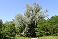 * Nomination Salix alba in Marki, Poland --Crusier 14:11, 11 June 2010 (UTC) * Decline Considerable CA. --Jovianeye 23:34, 17 June 2010 (UTC)