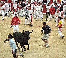 A calf with covered horn tips runs among youths in the Pamplona bull ring. Sanfermines Vaquillas Pamplona 02.jpg