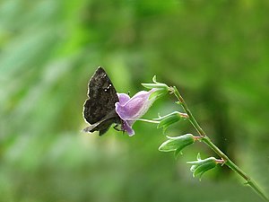 Common Small Flat (Sarangesa dasahara) on Violet Asystasia (Asystasia dalzelliana)