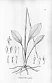 Sarcoglottis umbrosa (as syn. Spiranthes umbrosa) Illustration in: "Flora Brasiliensis" vol. 3 pt. 4 tab. 51 (1895)
