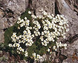 Saxifraga tombeanensis 1. jpg