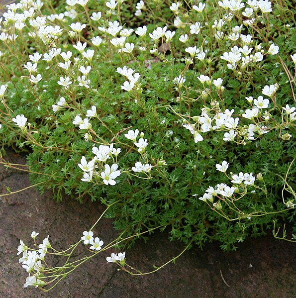 File:Saxifraga vayredana 01.jpg